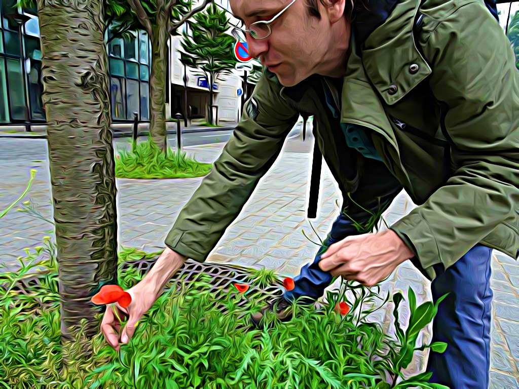 coquelicots à paris