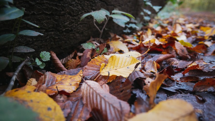 la musique de l'automne