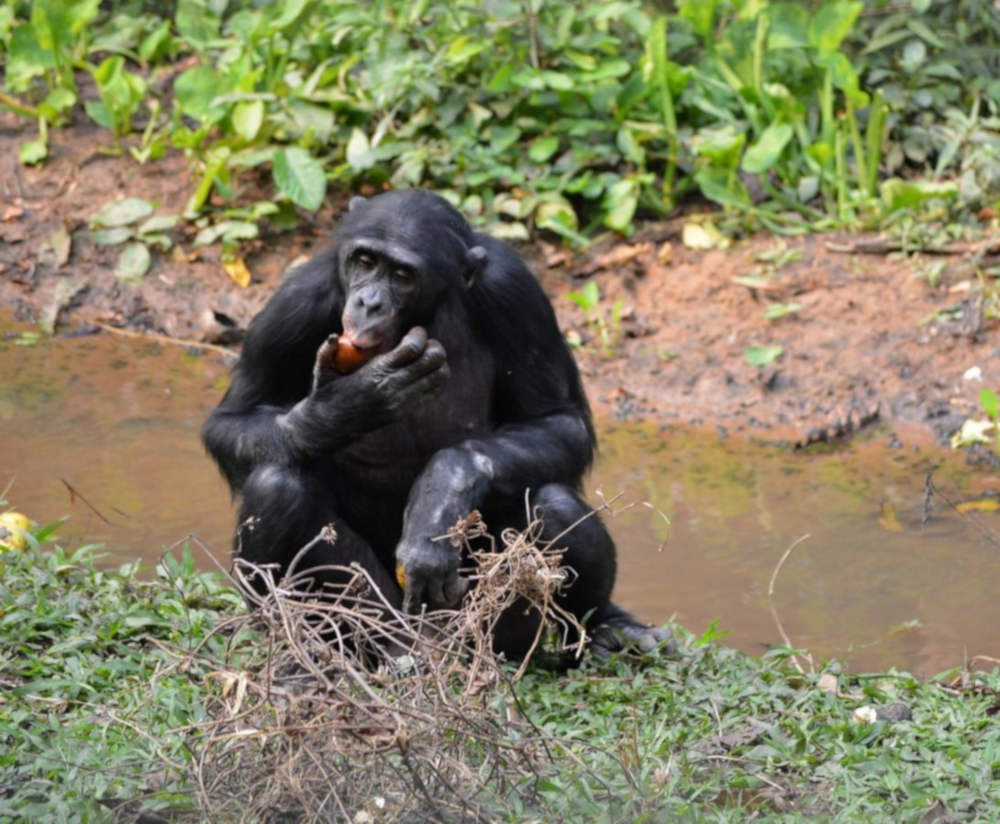 Un gorile en RDC, qui cherche à se nourrir