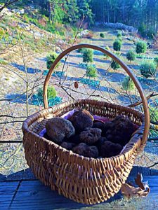 truffes du sud