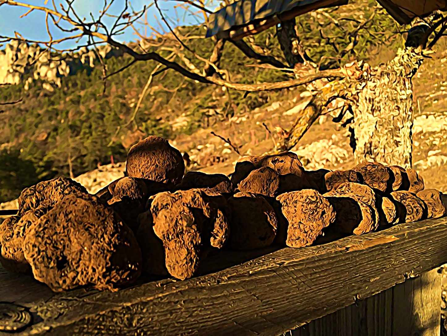 les truffes de mon pere