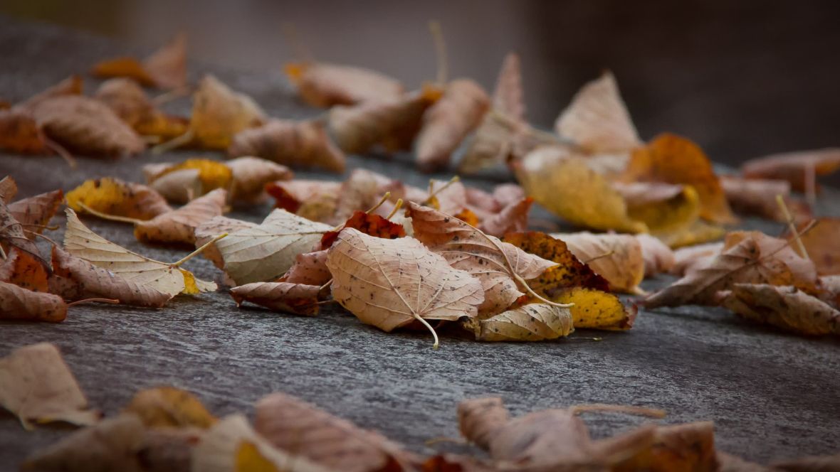 feuilles mortes