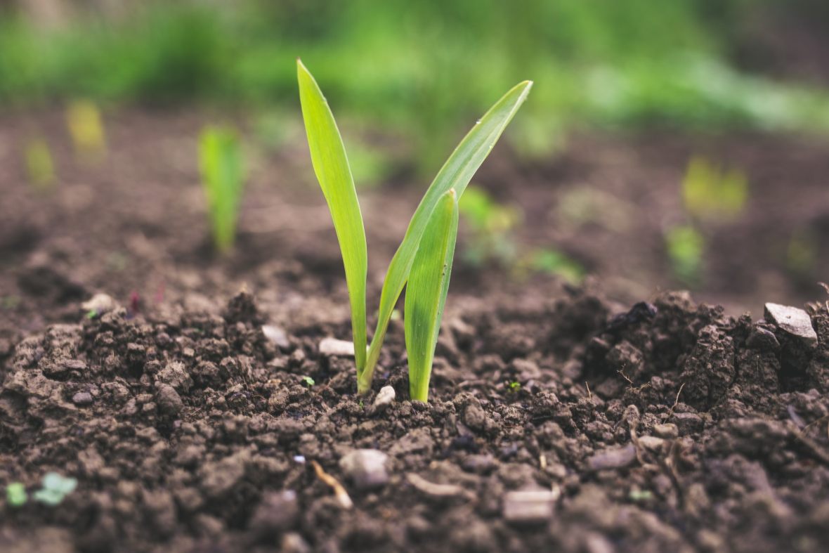 jeunes pousses terre agriculture