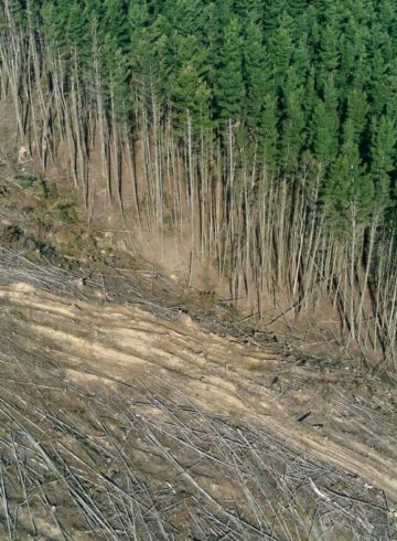déforestation