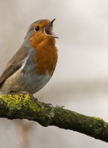 oiseaux