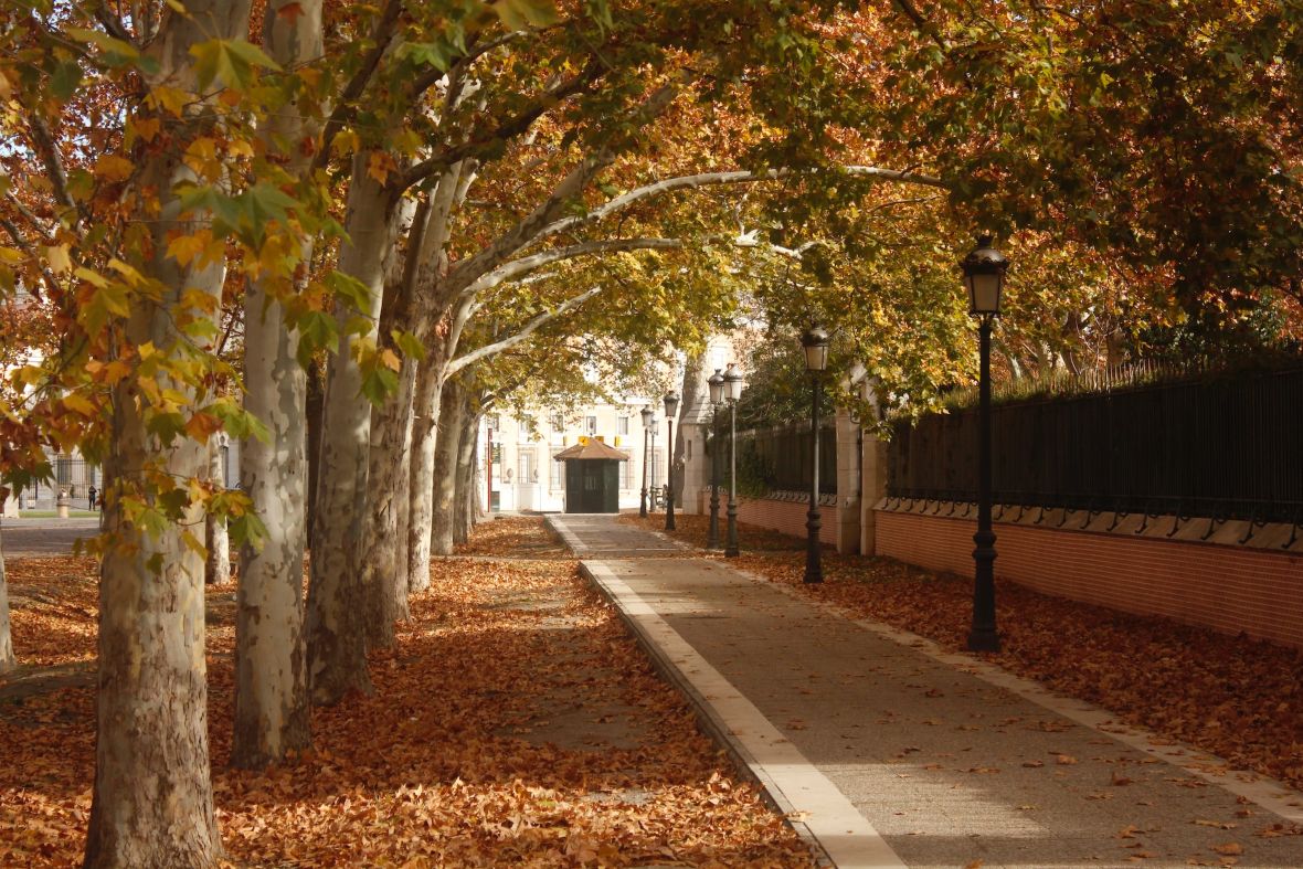 arbres en ville