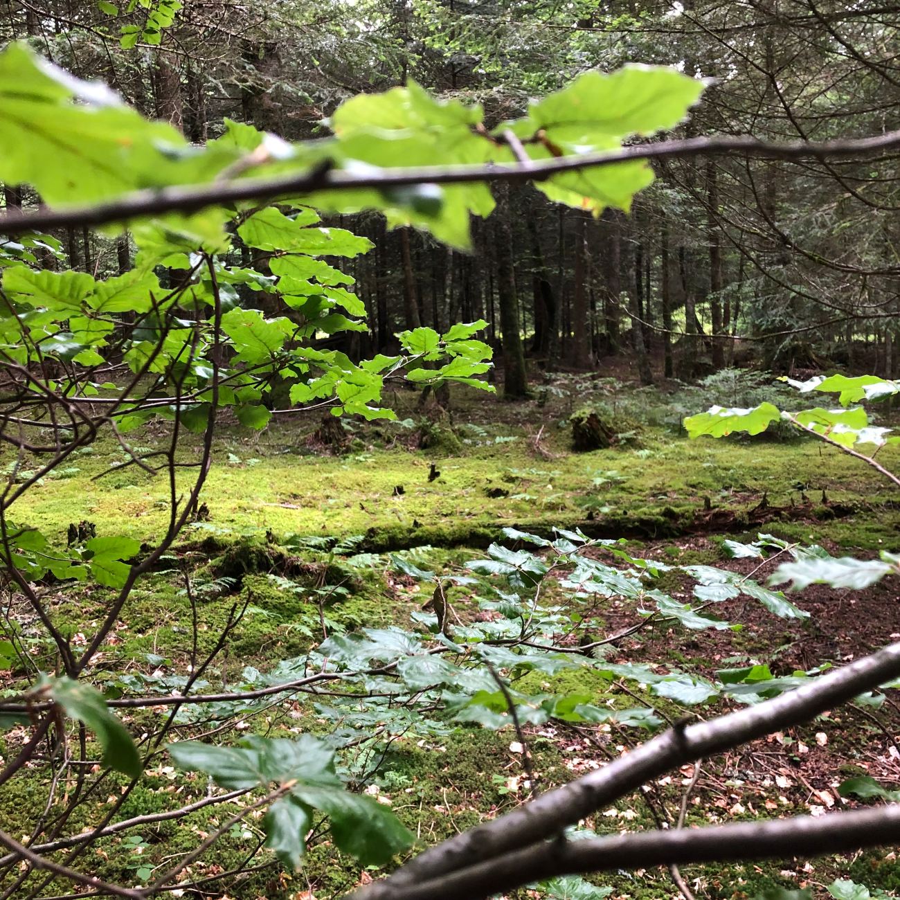 forêt auvergne