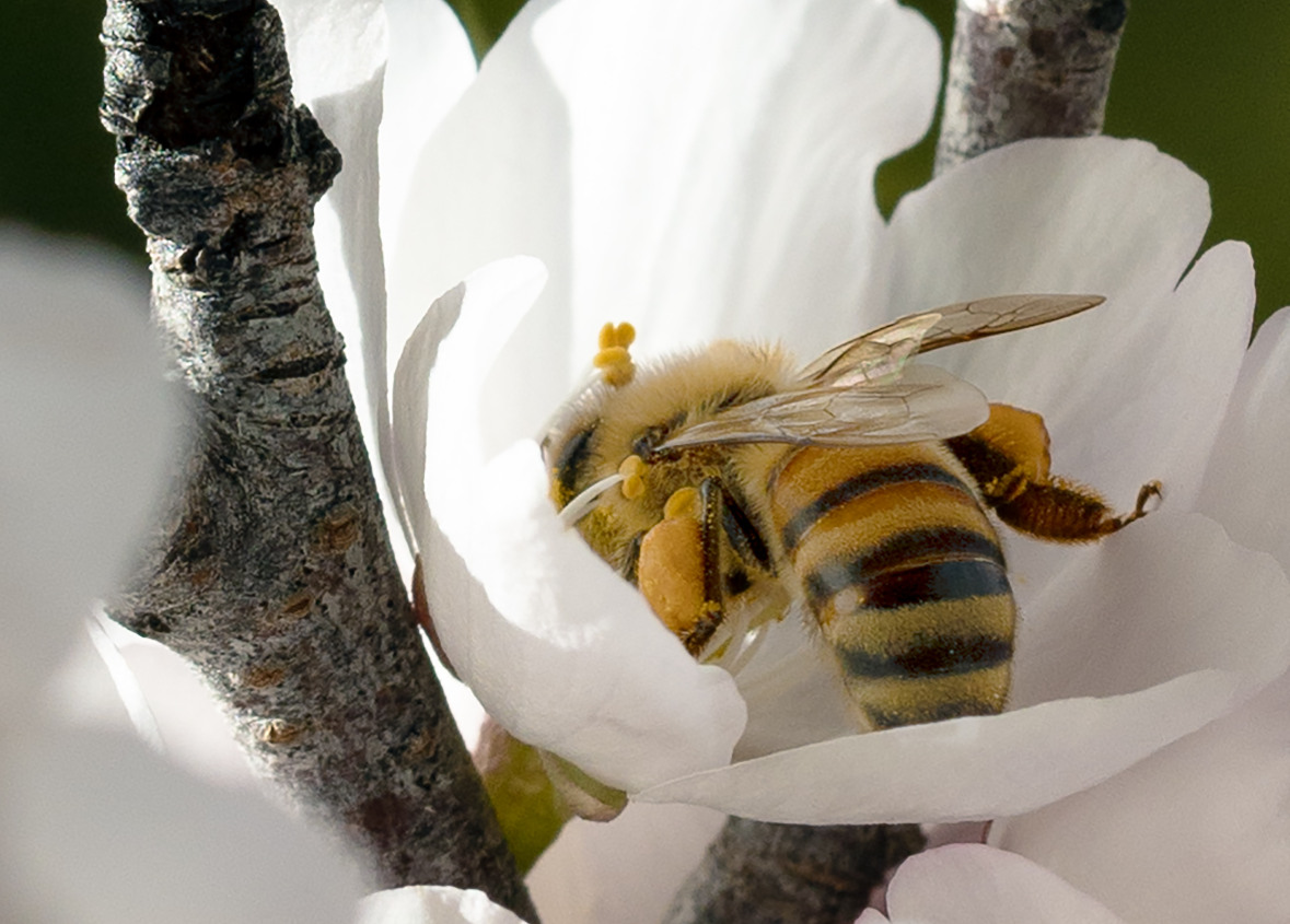 L'insecte dans le pétrin