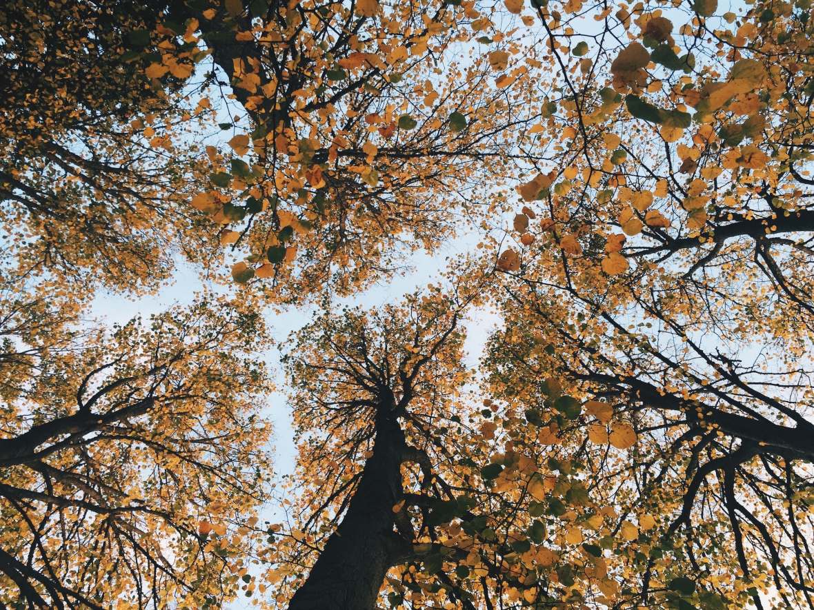 arbres en automne