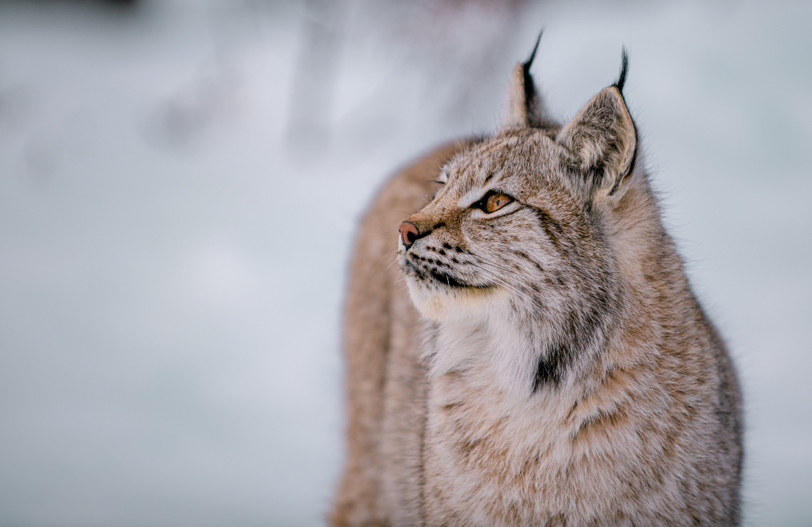 Lynx boréal