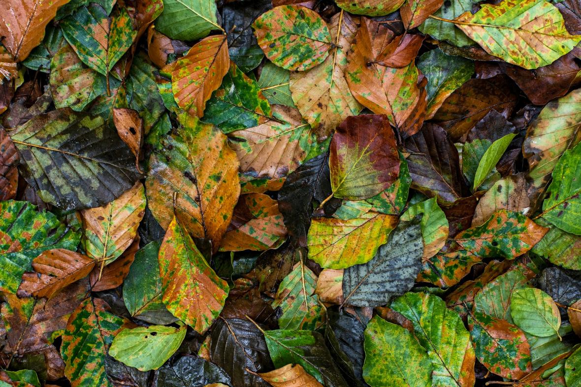 la feuille du hêtre