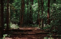 Forêt en Asie