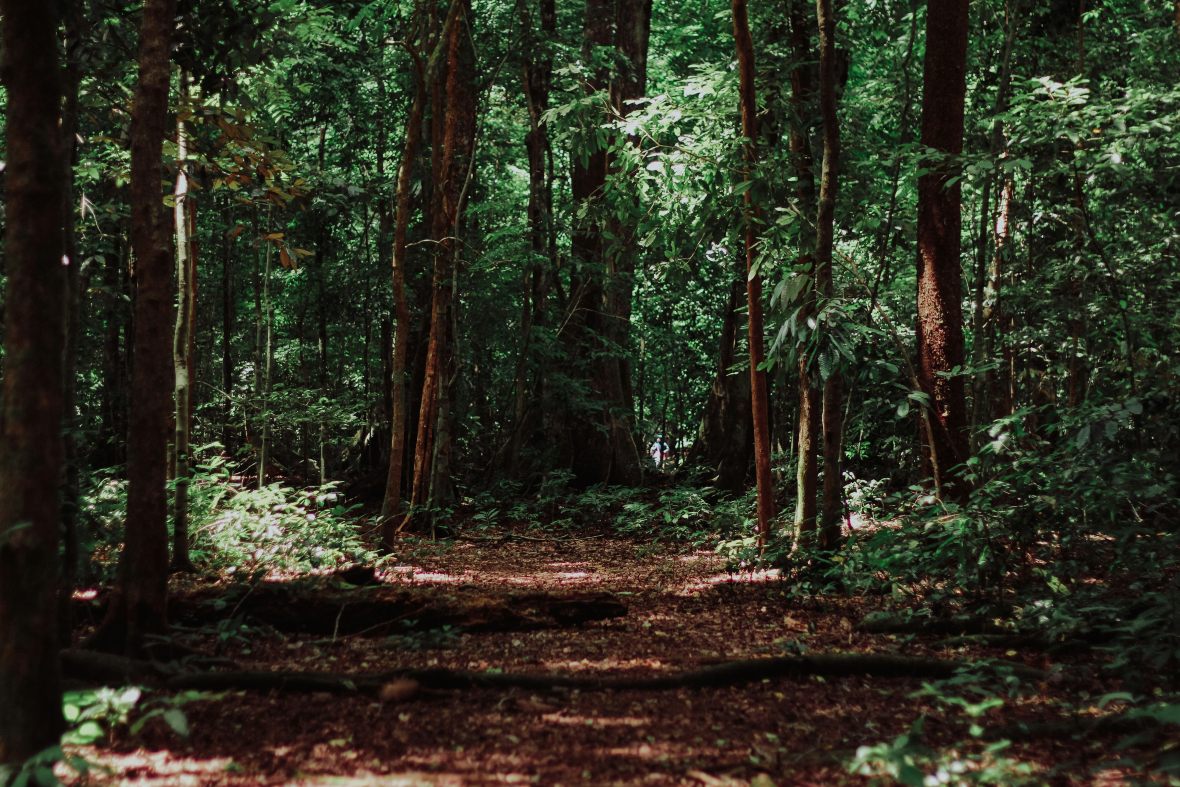 Forêt en Asie