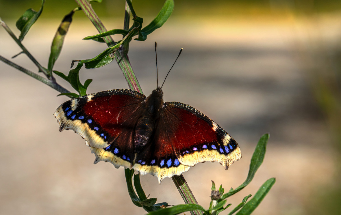 morio adulte papillon