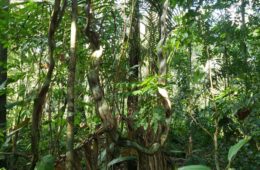 forêt tropicale