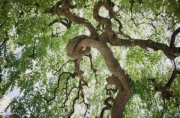 arbre et ciel