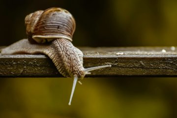 esscargot