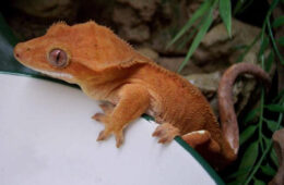gecko de nouvelle-calédonie