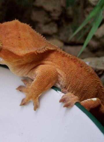 gecko de nouvelle-calédonie