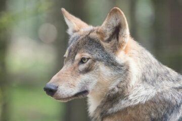 loups