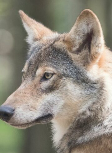 loups