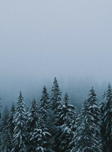 forêts de conifères
