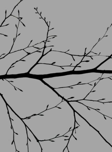 arbre sans feuille