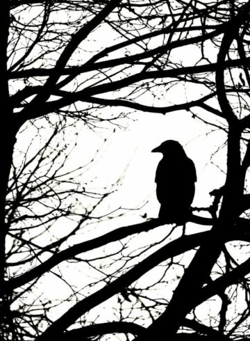 oiseau