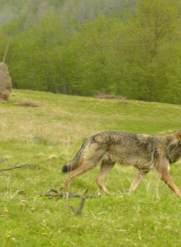 loup au maramures