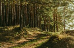 forêt
