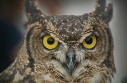 Rapaces nocturnes