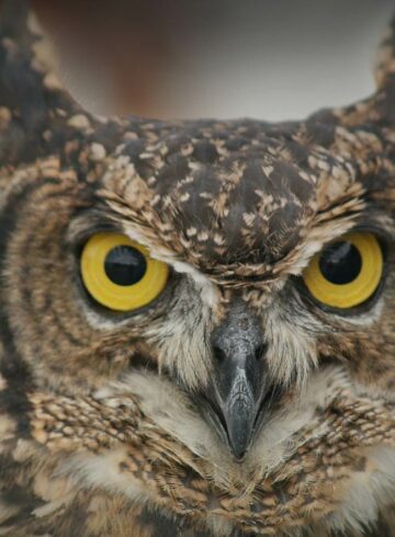 Rapaces nocturnes