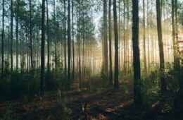 forêt