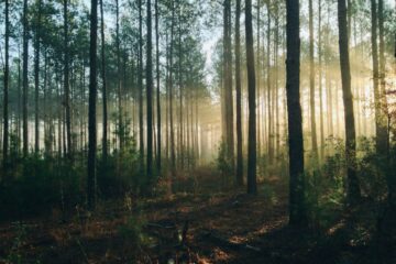 forêt