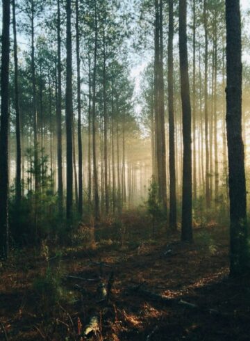 forêt