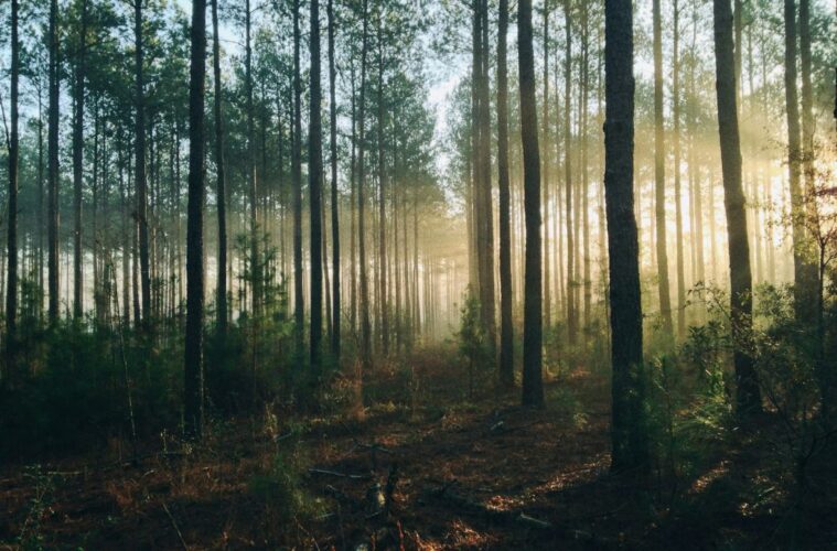 forêt