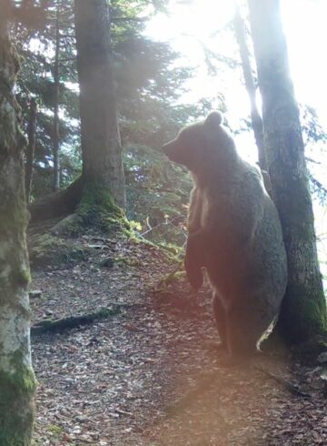 Ours