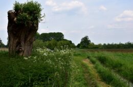Forêt et agriculture