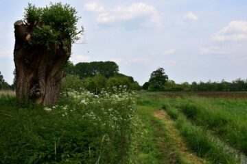 Forêt et agriculture