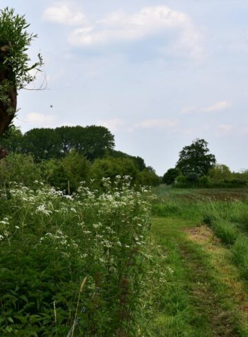 Forêt et agriculture