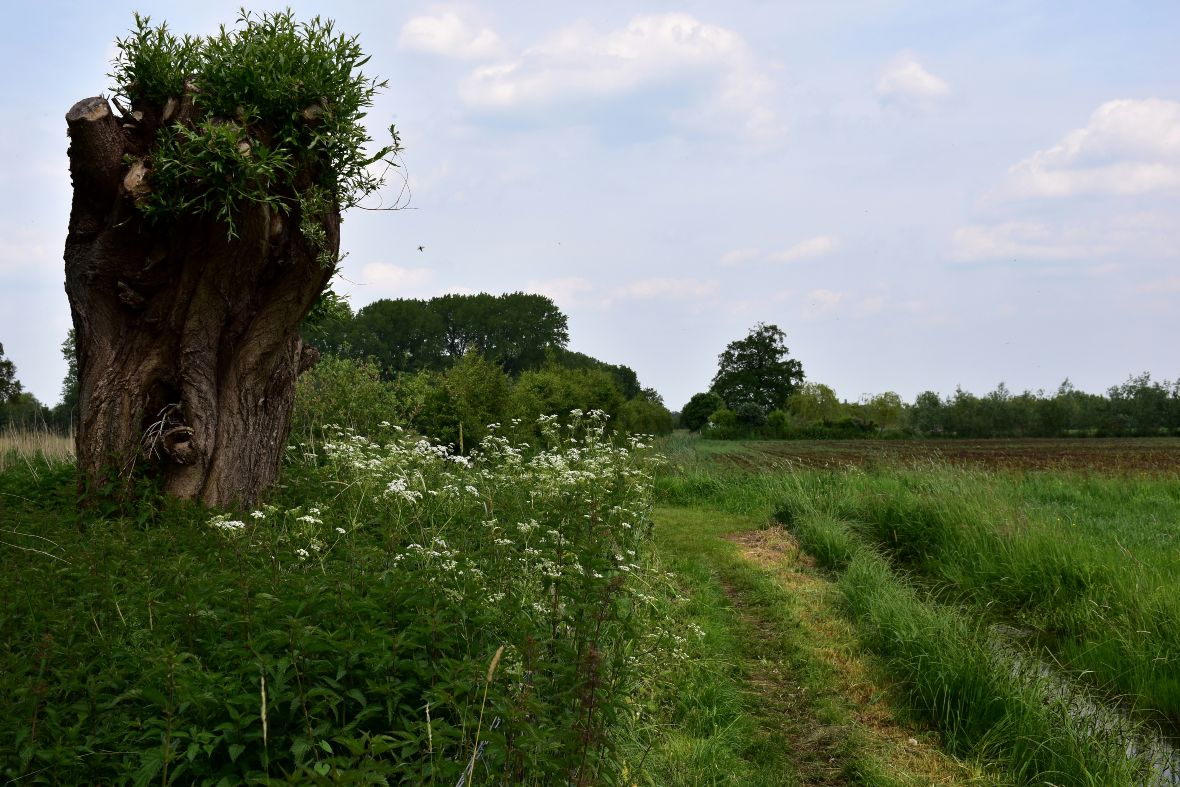 Forêt et agriculture