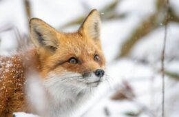 renard