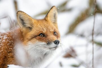 renard