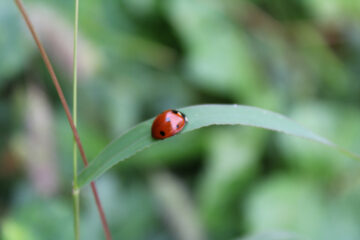 coccinelle