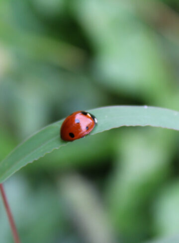 coccinelle