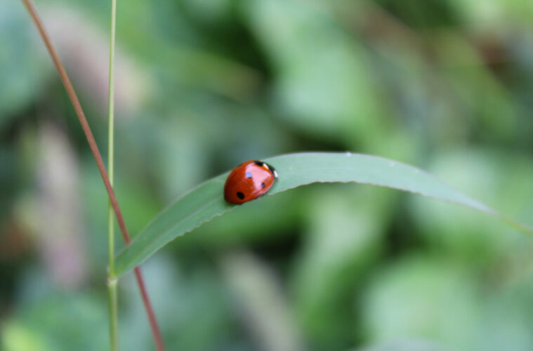 coccinelle