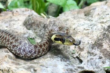 SOS SERPENT couleuvre d'esculape