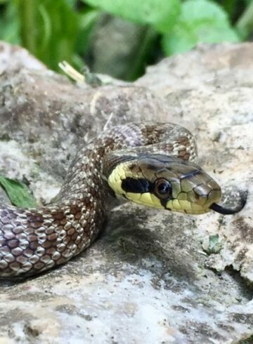 SOS SERPENT couleuvre d'esculape