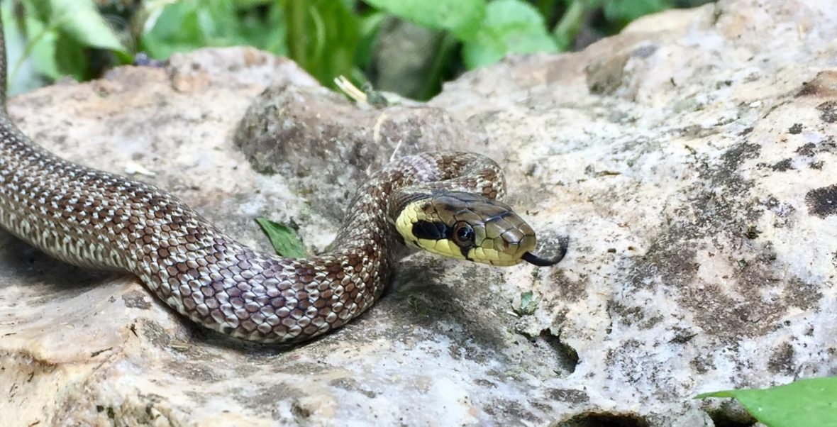 SOS SERPENT couleuvre d'esculape
