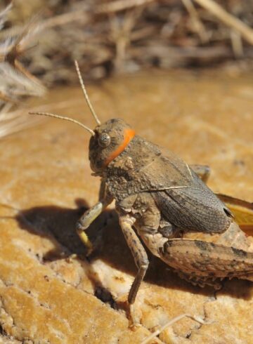 criquet de crau